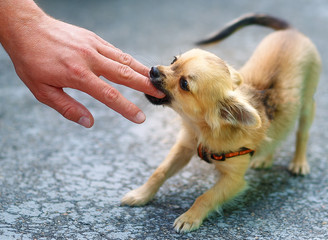 small dog biting person's fingers